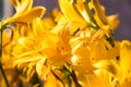 Close up on yellow flowers of Daylilies in garden