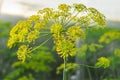 Close up yellow flowers of dill in vegetable garden. Blossoming branch of Fennel Foeniculum vulgare . Conception of herbs and