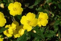 A close up of yellow flowers of evening primrose Oenothera biennis, evening star, sundrop, suncup Royalty Free Stock Photo