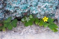 Yellow flowers with green plant patterns growing  in concrete cracks floor, nature background Royalty Free Stock Photo