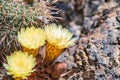 Close up of the yellow flowers of a hedgehog Echinopsis cactus blooming in a garden in California