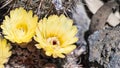 Close up of the yellow flowers of a hedgehog Echinopsis cactus blooming in a garden in California