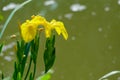 Iris tectorum