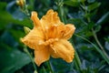 Close-up of the yellow flowers of a large double daylily VANILLA FLUFF in the garden. Natural natural background of Royalty Free Stock Photo