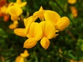 Yellow flowers Lotus Corniculatus or Birdsfoot