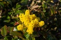 Close up of yellow flowers of a mahonia with dark bokeh, Berberis aquifolium or GewÃÂ¶hnliche Mahonie Royalty Free Stock Photo