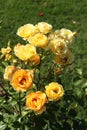 Close-up of the yellow flowers of a \'Mont de Marsan\' rose in a garden