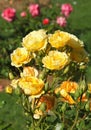 Close-up of the yellow flowers of a \'Mont de Marsan\' rose in a garden