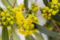 Close-up of the yellow flowers of the Oregon Grape Berberidaceae