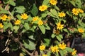 close up of a yellow flowers of a plant species Melampodium