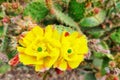 Close-up of yellow flowers of prickly pear cactus.