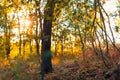 Beautiful autumn landscape with. Colorful foliage in the park. Falling leaves natural background Royalty Free Stock Photo