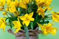 Close-up of yellow forest tulips on a green background. The basis for the postcard. Mother's Day, 8 March. Place for