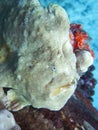 Close Up Yellow Frogfish Face Underwater with Eye and Texture Royalty Free Stock Photo