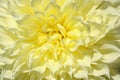 A close up of yellow fully double flower of the `Kelvin Floodlight` variety. A details of butter-colored dahlia flower head