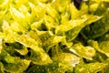 Close up of yellow garden leaves. Colorful yellow croton plants Royalty Free Stock Photo