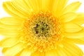Close up of yellow gerber daisy Royalty Free Stock Photo