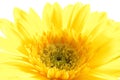 Close up of yellow gerber daisy Royalty Free Stock Photo