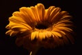 Yellow gerbera flower. Stock Photo Royalty Free Stock Photo