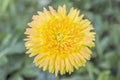 Close up yellow gerbera flower for background. Royalty Free Stock Photo