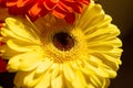 Close up of a yellow gerbera flower, yellow flower background Royalty Free Stock Photo