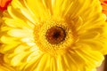 Close up of a yellow gerbera flower, yellow flower background Royalty Free Stock Photo