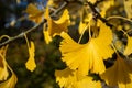 Close up of a yellow gingko biloba leaf in fall