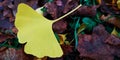 Close up of yellow Ginkgo biloba leaf lying on fallen rotting brown leaves on the ground.Detail bright Hello autumn