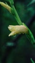 Close up yellow gladiolus flower bud with raindrop morning water droplet beautiful garden