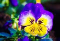 Close up of yellow glowing and blue pink pansy flower in bright sunlight with bokeh of green leaves - Netherlands Royalty Free Stock Photo