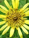 Close up of yellow goatsbeard flower Royalty Free Stock Photo