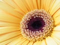 Close-Up of Yellow Gold Gerber Daisy Flower Blossom Bloom Petal Royalty Free Stock Photo