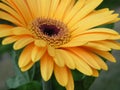 Close-Up of Yellow Gold Gerber Daisy Flower Blossom Bloom Royalty Free Stock Photo