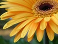 Close-Up of Yellow Gold Gerber Daisy Flower Blossom Bloom Royalty Free Stock Photo