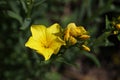 yellow golden flax , linum flavum compactum flower Royalty Free Stock Photo