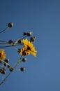 Close up of a yellow golden tickseed against a blue sky