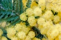 Close up of yellow Golden Wattle flowers Royalty Free Stock Photo