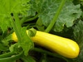 Close Up of Yellow Golden Zucchini or Courgette Plant Royalty Free Stock Photo