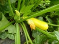 Close Up of Yellow Golden Zucchini or Courgette Plant Royalty Free Stock Photo