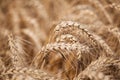 Close up of yellow grain ready for harvest Royalty Free Stock Photo