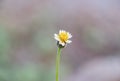 Close up of Yellow Grass Flower on blurred nature background