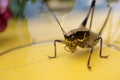 Yellow Grasshopper Captured under a Glass