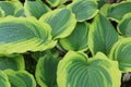 Close up of the yellow and green leaves of a Hosta Tyler`s Treasure plant