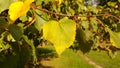 Close-up of a yellow-green linden leaf on a twig.