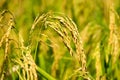 Close up of yellow green paddy rice field Royalty Free Stock Photo
