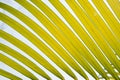 Close up yellow green palm leaf nature abstract background Royalty Free Stock Photo