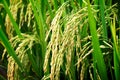 Close up of yellow green rice field Royalty Free Stock Photo