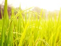 Close up of yellow green rice field