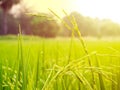 Close up of yellow green rice field