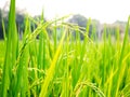 Close up of yellow green rice field